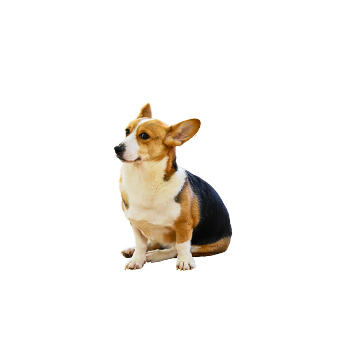 Paraíso Animal Crematório