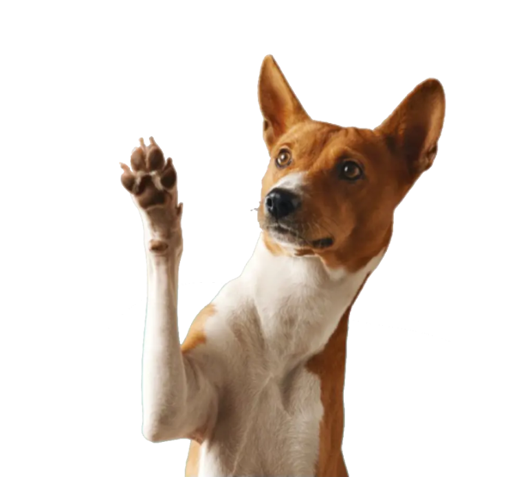 Paraíso Animal Crematório